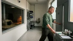 Nato un cucciolo di tapiro malese: perché questa nascita è un evento raro per la conservazione