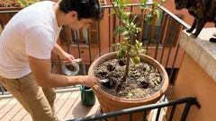 Forchette nel vaso di limone: il trucco anti-gatti per salvare il terriccio